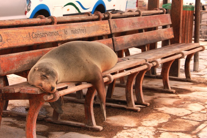 Read more about the article Destination Galapagos!