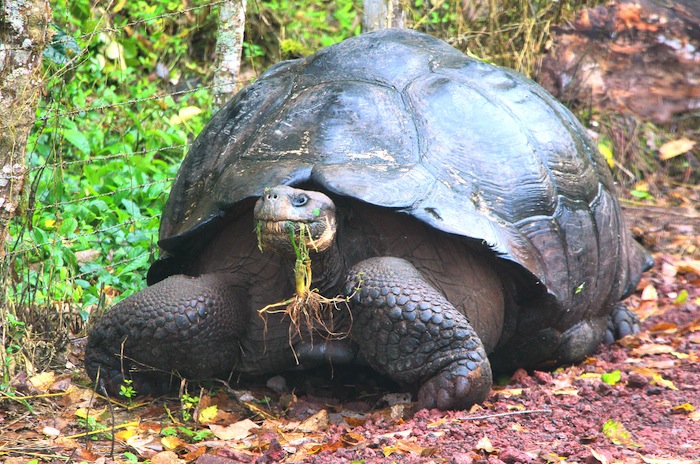 Galapagos