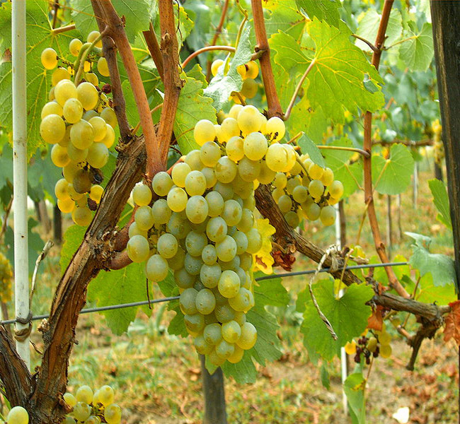 Read more about the article From Chablis To Chile: Chardonnay’s Got Character